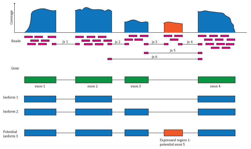 Overview of the data available in recount2 and recount3. Reads (pink boxes) aligned to the reference genome can be used to compute a base-pair coverage curve and identify exon-exon junctions (split reads). Gene and exon count matrices are generated using annotation information providing the gene (green boxes) and exon (blue boxes) coordinates together with the base-level coverage curve. The reads spanning exon-exon junctions (jx) are used to compute a third count matrix that might include unannotated junctions (jx 3 and 4). Without using annotation information, expressed regions (orange box) can be determined from the base-level coverage curve to then construct data-driven count matrices.